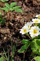 White primula flowers are blooming on a flowerbed in the garden