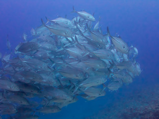 a school of big-eye jacks