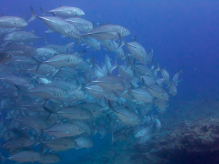 a school of big-eye jacks