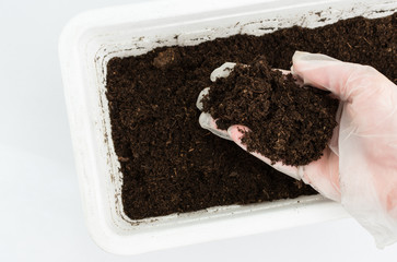 Closeup on a female hand in a white glow holding a handful of soil over a white  container. Gardeining indoors.