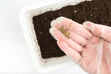 Closeup on a female hand in a white glow holding dill seeds over a container full of soil. Gardeining indoors.