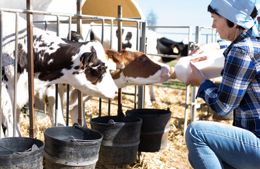 woman care feeds two week old calf from bottle with dummy © caftor