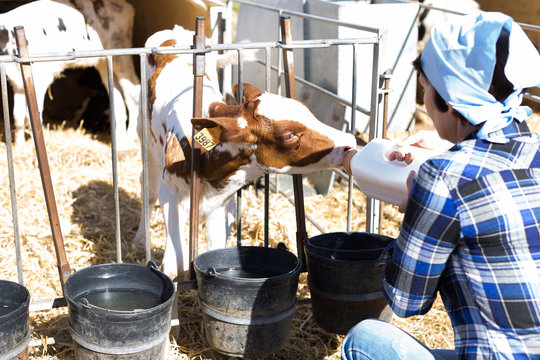 Woman Care Feeds Two Week Old Calf From Bottle With Dummy