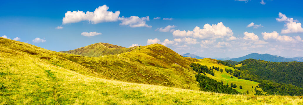 panorama of Krasna mountain ridge. beautiful landscape with grassy slopes and forested hill under the blue summer sky with fluffy clouds. location Carpathian mountains, Ukraine