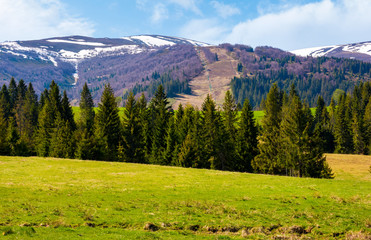 Spruce forest on  the grassy hills. beautiful nature scenery of Carpathian countryside. lovely...