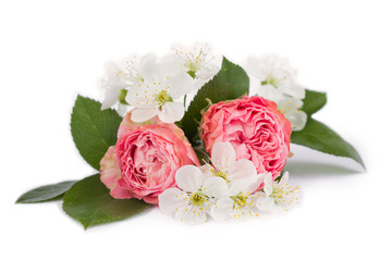 Pink roses  and white cherry flowers isolated on white.Flowers greeting card,space for text