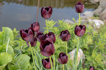 Dunkelrot blühende Tulpen in einem Blumenbeet im Frühling