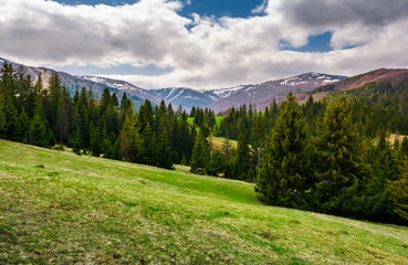 Fototapeta premium beautiful landscape with spruce forest. landscape of Borzhava mountain ridge in springtime. snowy mountain tops in the distance under the cloudy sky