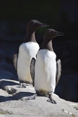 Naklejka premium Black and White Guillemot