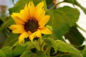 Geöffnete Zwergsonnenblume im Topf