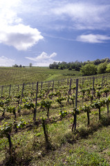 Fototapeta na wymiar Vineyard in Italian valley, in a cloudy day