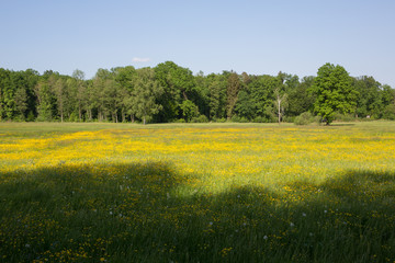 beautiful flower meadow with forest in the background and blue sky