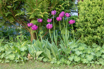 Blühende Tulpen in einem Blumenbeet im Frühling