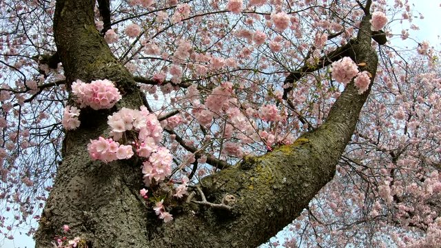 Bl&uuml;ten von Japanischer Zierkirsche, Prunus serrulata, Weinberg, Rheingau, 4K