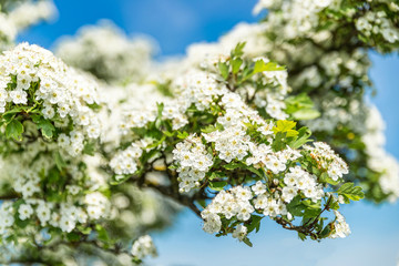 heller Blütenstrauch bei Sonnenschein