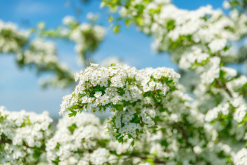 Frühlingsblüte, strahlen, hell, Sonne, Frühjahr