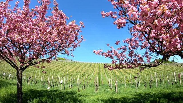 Bl&uuml;ten von Japanischer Zierkirsche, Prunus serrulata, Weinberg, Rheingau, 4K