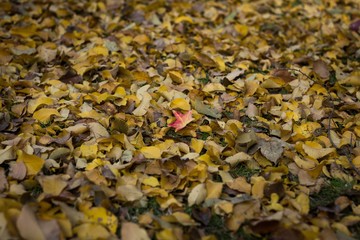 Red leaf in the middle of yellow and brown leaves on the ground of park. Autumn season concept
