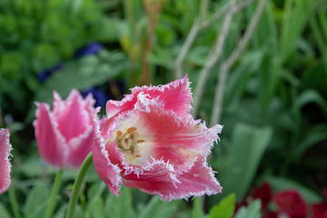 Pink blühende Tulpe in einem Blumenbeet im Frühling