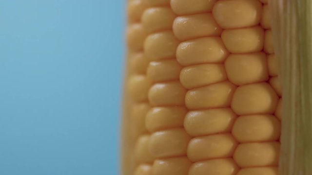 fresh corn cob on blue background Closeup of seeds of corn turning