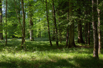 Fototapeta na wymiar forest clearing with sunshine and shadows