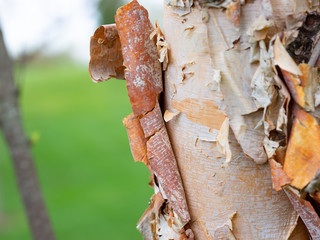 Birch Tree