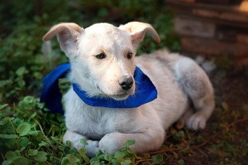 A sad white mongrel lies on the green grass on a summer day.