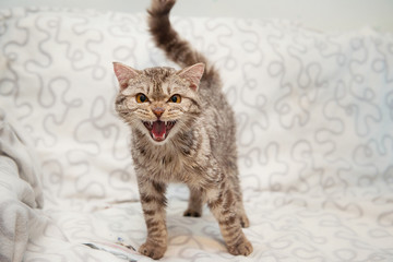 Gray cat meows on a white plaid background.