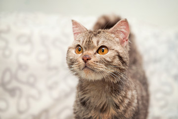 Gray cat on a white plaid. Portrait of a stray cat.