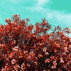 Fashion flowers. Canary island. Bloom romantic vibes