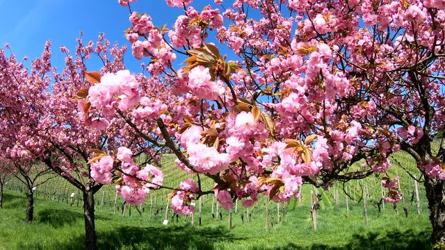 Bl&uuml;ten von Japanischer Zierkirsche, Prunus serrulata, Weinberg, Rheingau, 4K