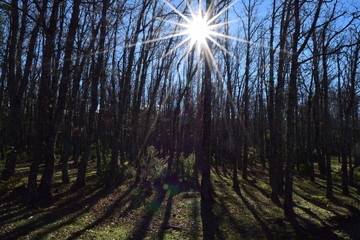 Fototapeta na wymiar Sunlight through the woods