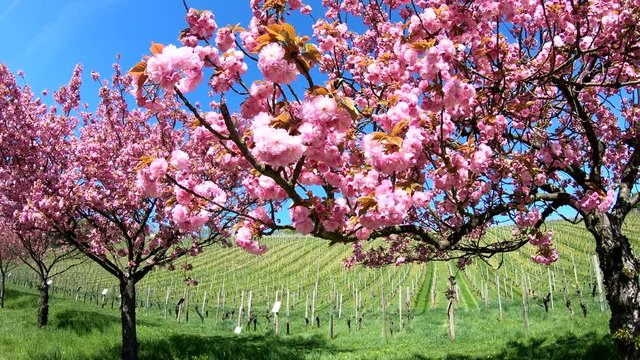 Bl&uuml;ten von Japanischer Zierkirsche, Prunus serrulata, Weinberg, Rheingau, 4K