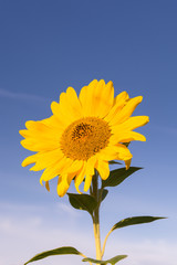 Sommer der Sonnenblume