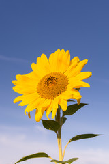Obraz premium Sommer der Sonnenblume