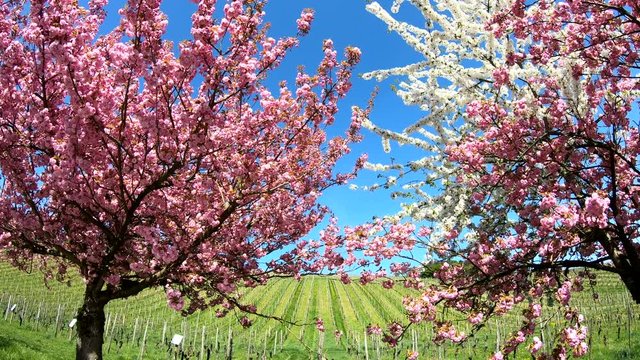Bl&uuml;ten von Japanischer Zierkirsche, Prunus serrulata, Weinberg, Rheingau, 4K