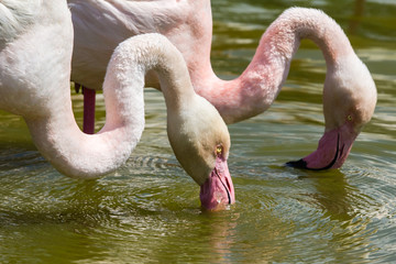 flamingos in the Camargue