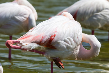 flamingos in the Camargue