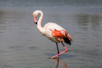 flamingos in the Camargue