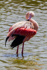 flamingos in the Camargue