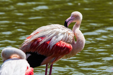 flamingos in the Camargue