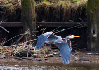 Great Blue Heron on the Columbia River