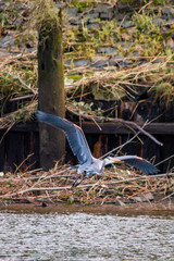 Great Blue Heron on the Columbia River