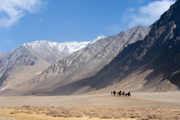 Tourists on camel in sand dunes Nubra Valley, Ladakh, India,This is the famous camel riding activities for tourists