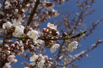apricot flowers