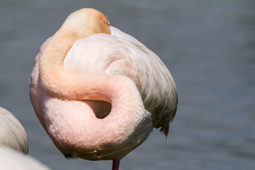 Fototapeta premium flamingos in the Camargue