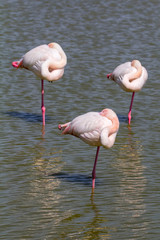 flamingos in the Camargue