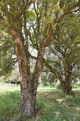 Chêne-liège de la forêt corse