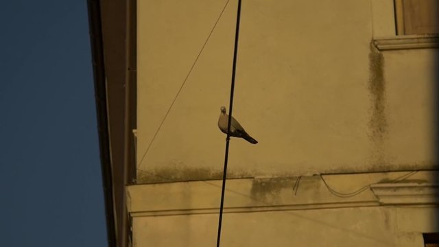 Piccione su corda