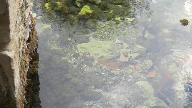 Insetto su specchio d'acqua